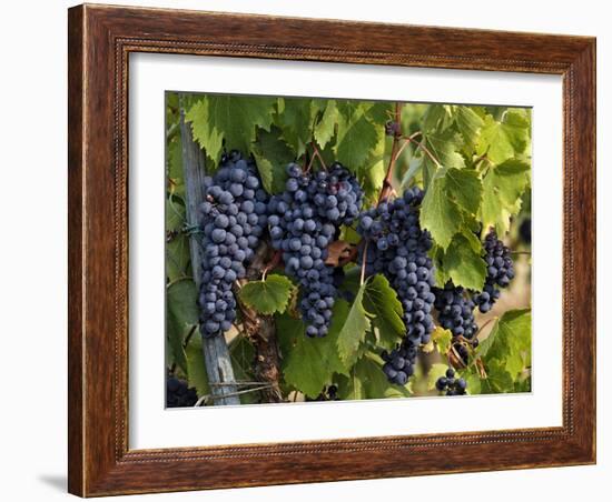 Lush Grapes Ready for Harvest in Vineyard, Near Pollzano, Chianti Region, Italy-Adam Jones-Framed Photographic Print