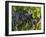 Lush Grapes Ready for Harvest in Vineyard, Near Pollzano, Chianti Region, Italy-Adam Jones-Framed Photographic Print