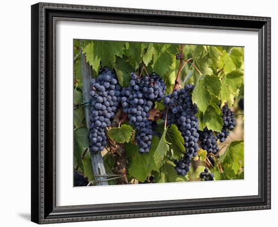 Lush Grapes Ready for Harvest in Vineyard, Near Pollzano, Chianti Region, Italy-Adam Jones-Framed Photographic Print