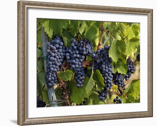 Lush Grapes Ready for Harvest in Vineyard, Near Pollzano, Chianti Region, Italy-Adam Jones-Framed Photographic Print