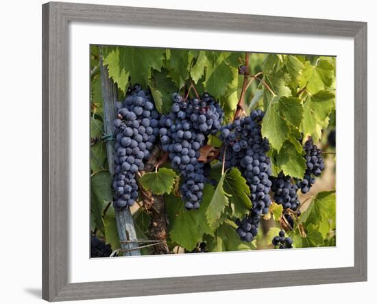 Lush Grapes Ready for Harvest in Vineyard, Near Pollzano, Chianti Region, Italy-Adam Jones-Framed Photographic Print