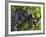 Lush Grapes Ready for Harvest in Vineyard, Near Pollzano, Chianti Region, Italy-Adam Jones-Framed Photographic Print