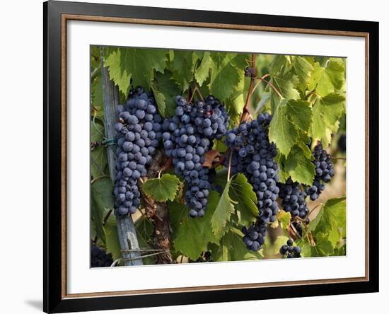 Lush Grapes Ready for Harvest in Vineyard, Near Pollzano, Chianti Region, Italy-Adam Jones-Framed Photographic Print
