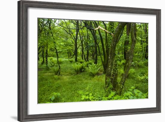 Lush Green Forest in the Hallasan National Forest, Jejudo Island, South Korea-Michael Runkel-Framed Photographic Print