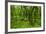 Lush Green Forest in the Hallasan National Forest, Jejudo Island, South Korea-Michael Runkel-Framed Photographic Print