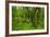 Lush Green Forest in the Hallasan National Forest, Jejudo Island, South Korea-Michael Runkel-Framed Photographic Print