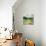 Lush Green II-Silvia Vassileva-Premium Giclee Print displayed on a wall