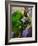 Lush Green Island-Ruth Palmer-Framed Art Print