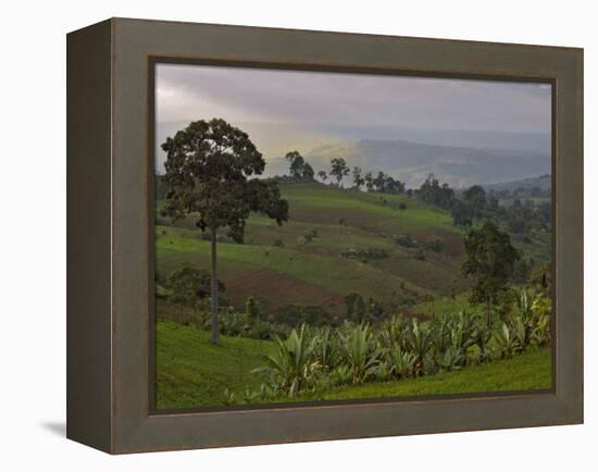 Lush Green Landscape between Bonga and Mizan Teferi, Ethiopia-Janis Miglavs-Framed Premier Image Canvas