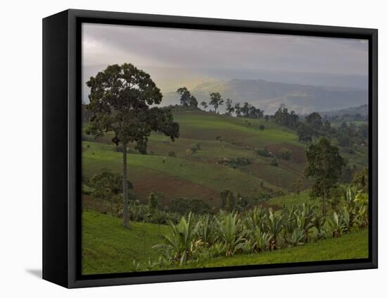 Lush Green Landscape between Bonga and Mizan Teferi, Ethiopia-Janis Miglavs-Framed Premier Image Canvas