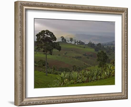 Lush Green Landscape between Bonga and Mizan Teferi, Ethiopia-Janis Miglavs-Framed Photographic Print