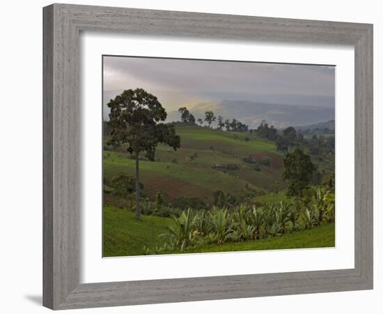 Lush Green Landscape between Bonga and Mizan Teferi, Ethiopia-Janis Miglavs-Framed Photographic Print
