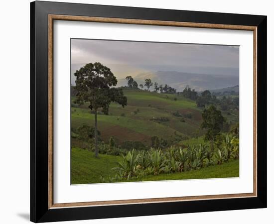 Lush Green Landscape between Bonga and Mizan Teferi, Ethiopia-Janis Miglavs-Framed Photographic Print