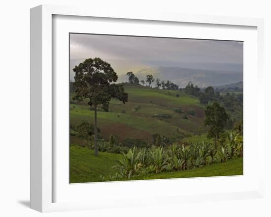 Lush Green Landscape between Bonga and Mizan Teferi, Ethiopia-Janis Miglavs-Framed Photographic Print