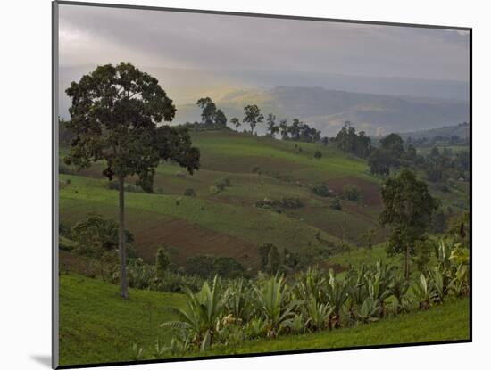 Lush Green Landscape between Bonga and Mizan Teferi, Ethiopia-Janis Miglavs-Mounted Photographic Print