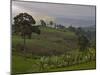 Lush Green Landscape between Bonga and Mizan Teferi, Ethiopia-Janis Miglavs-Mounted Photographic Print