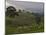 Lush Green Landscape between Bonga and Mizan Teferi, Ethiopia-Janis Miglavs-Mounted Photographic Print