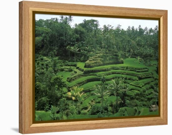 Lush Green Rice Terraces, Ubud, Bali, Indonesia-Paul Souders-Framed Premier Image Canvas