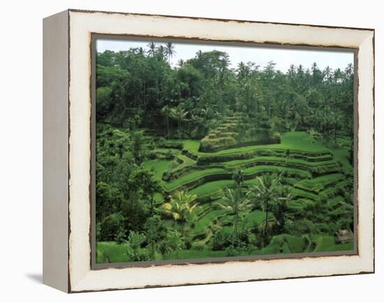 Lush Green Rice Terraces, Ubud, Bali, Indonesia-Paul Souders-Framed Premier Image Canvas