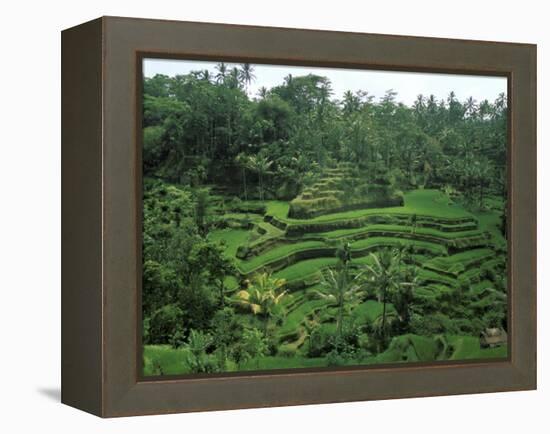 Lush Green Rice Terraces, Ubud, Bali, Indonesia-Paul Souders-Framed Premier Image Canvas