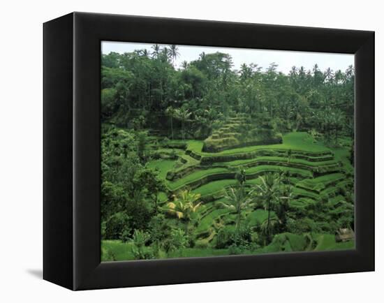 Lush Green Rice Terraces, Ubud, Bali, Indonesia-Paul Souders-Framed Premier Image Canvas