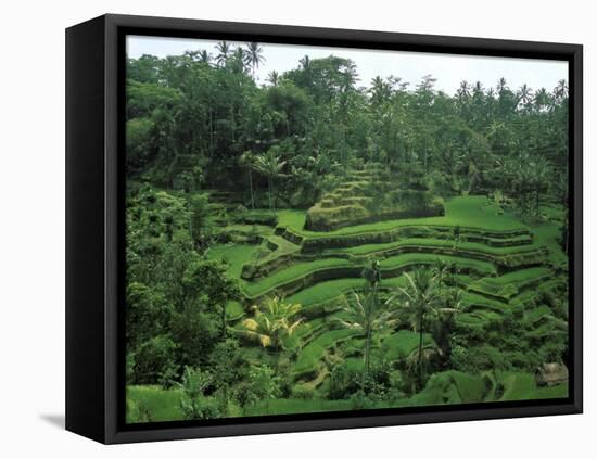 Lush Green Rice Terraces, Ubud, Bali, Indonesia-Paul Souders-Framed Premier Image Canvas