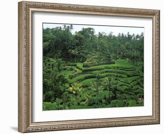 Lush Green Rice Terraces, Ubud, Bali, Indonesia-Paul Souders-Framed Photographic Print