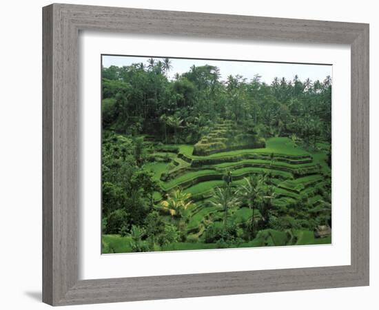 Lush Green Rice Terraces, Ubud, Bali, Indonesia-Paul Souders-Framed Photographic Print