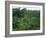 Lush Green Rice Terraces, Ubud, Bali, Indonesia-Paul Souders-Framed Photographic Print