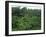 Lush Green Rice Terraces, Ubud, Bali, Indonesia-Paul Souders-Framed Photographic Print