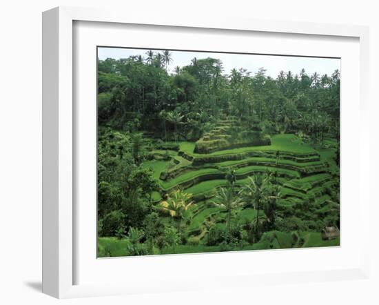 Lush Green Rice Terraces, Ubud, Bali, Indonesia-Paul Souders-Framed Photographic Print