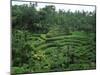 Lush Green Rice Terraces, Ubud, Bali, Indonesia-Paul Souders-Mounted Photographic Print