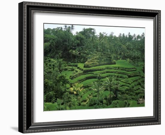 Lush Green Rice Terraces, Ubud, Bali, Indonesia-Paul Souders-Framed Photographic Print