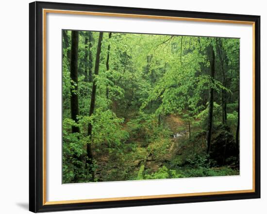 Lush Hardwood Forest, Big South Fork National River and Recreation Area, Kentucky, USA-Adam Jones-Framed Photographic Print