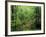 Lush Hardwood Forest, Big South Fork National River and Recreation Area, Kentucky, USA-Adam Jones-Framed Photographic Print