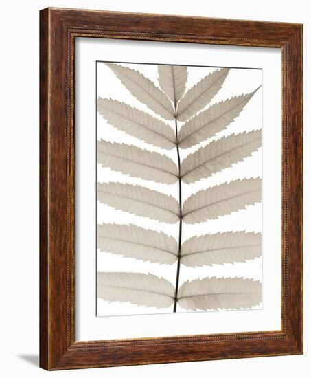 Lush Leaves-Assaf Frank-Framed Giclee Print