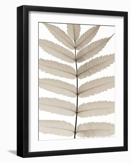 Lush Leaves-Assaf Frank-Framed Giclee Print