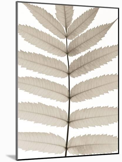 Lush Leaves-Assaf Frank-Mounted Giclee Print