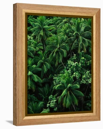 Lush Plants in Hawaiian Rainforest-Ron Watts-Framed Premier Image Canvas