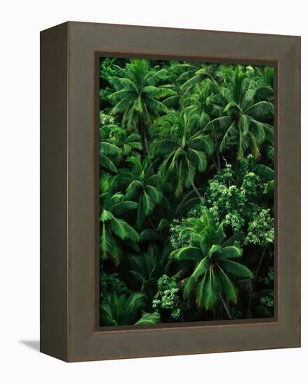 Lush Plants in Hawaiian Rainforest-Ron Watts-Framed Premier Image Canvas