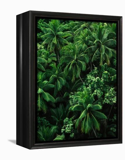 Lush Plants in Hawaiian Rainforest-Ron Watts-Framed Premier Image Canvas