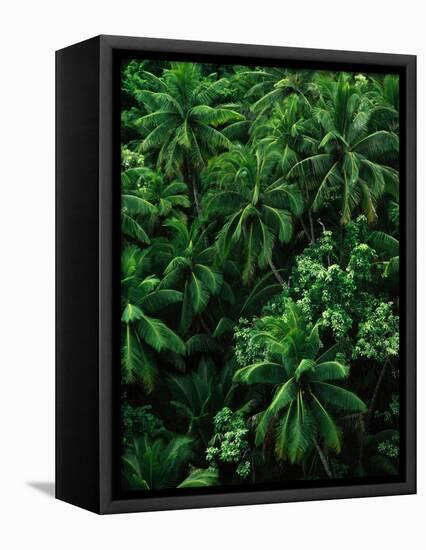 Lush Plants in Hawaiian Rainforest-Ron Watts-Framed Premier Image Canvas