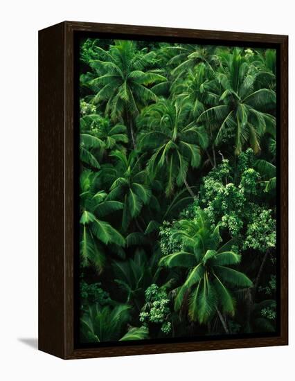 Lush Plants in Hawaiian Rainforest-Ron Watts-Framed Premier Image Canvas