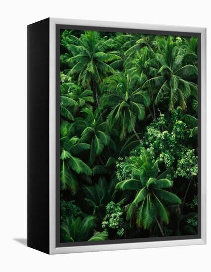 Lush Plants in Hawaiian Rainforest-Ron Watts-Framed Premier Image Canvas