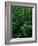 Lush Plants in Hawaiian Rainforest-Ron Watts-Framed Photographic Print