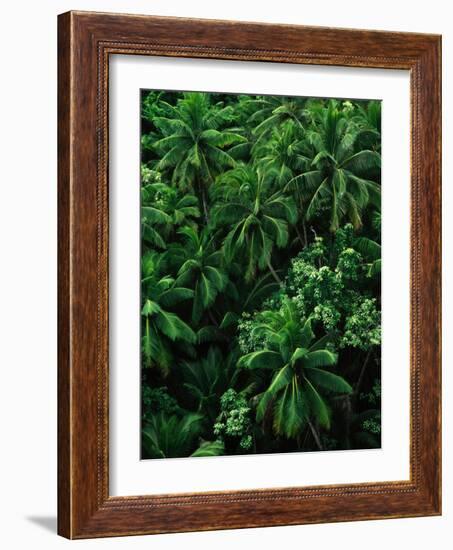 Lush Plants in Hawaiian Rainforest-Ron Watts-Framed Photographic Print