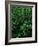 Lush Plants in Hawaiian Rainforest-Ron Watts-Framed Photographic Print