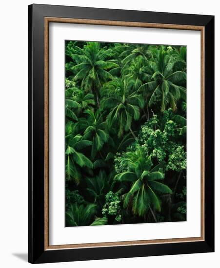 Lush Plants in Hawaiian Rainforest-Ron Watts-Framed Photographic Print