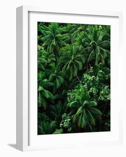 Lush Plants in Hawaiian Rainforest-Ron Watts-Framed Photographic Print