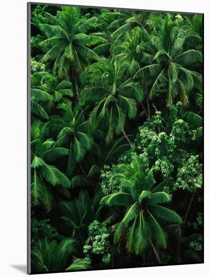 Lush Plants in Hawaiian Rainforest-Ron Watts-Mounted Photographic Print